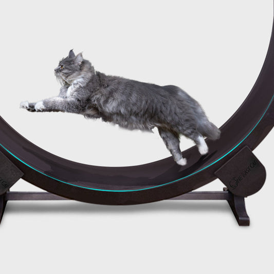 Luxury Cat Treadmill Running Wheel Silent Climbing Frame Gomaki